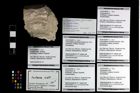 Foto (Objekt + Etikett) von Cracensigillatus acutirostris (Moericke, 1889)  (NHMW-GEO-2014-0194-0971d)